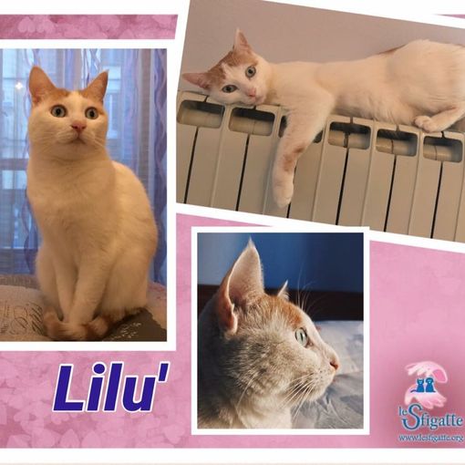 Lilù vuole una casetta in cui vivere serena