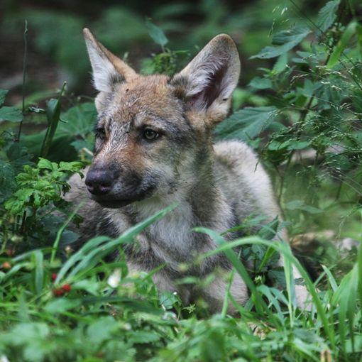 &quot;Tra cane e lupo: problematiche, sicurezza e prevenzione&quot;