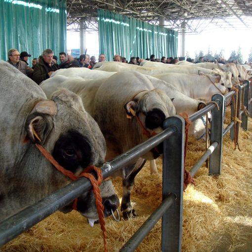 Domani al MIAC l’inaugurazione della 41ª Mostra Nazionale Dei Bovini Di Razza Piemontese