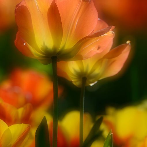 messer tulipano