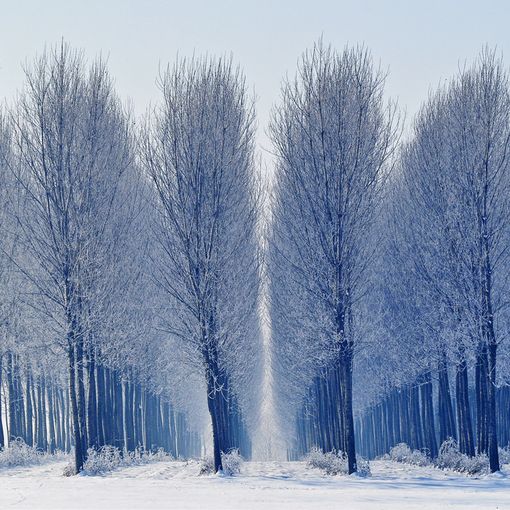 Foto, libri e teatro: così il Mausoleo della Bela Rosin festeggia la Giornata nazionale dell'Albero