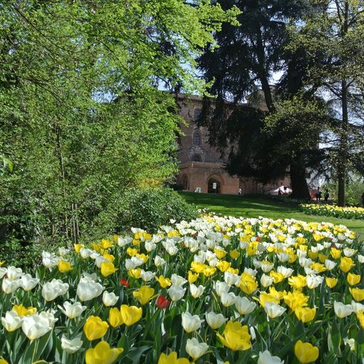 castello di vinovo
