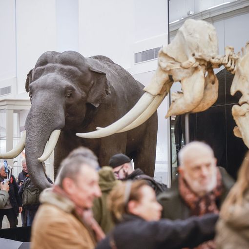 Quasi 50 mila prenotazioni nelle prime tre settimane di riapertura del Museo di Scienze Naturali
