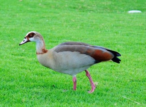Studio dell'Università di Torino spiega il legame tra benessere, acqua, biodiversità e specie animali rare