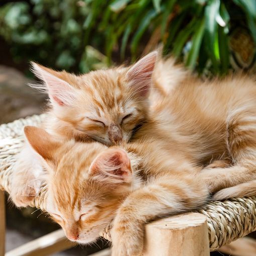 Osteoartrite cronica felina: sintomi, rimedi e cure