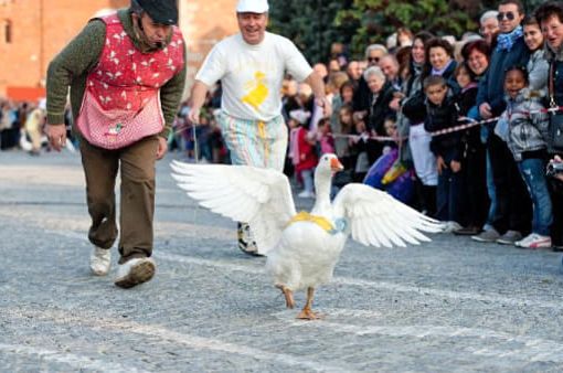 &quot;Fiere, sagre, corse con animali: eventi storici o maltrattamento?&quot;
