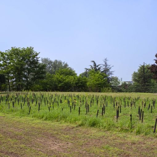 &quot;Più alberi per più bambini&quot;, arriva a Torino la campagna nazionale per la riforestazione