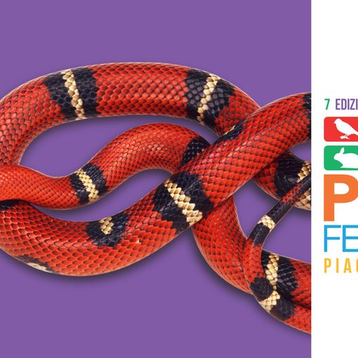 Vieni a conoscere rettili e anfibi a Petsfestival 2019