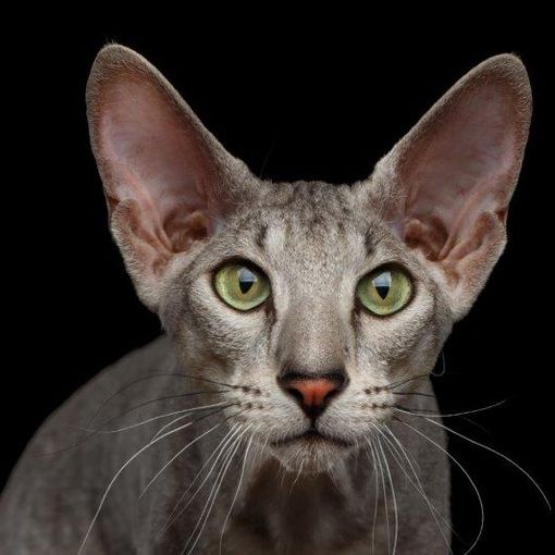 Petsfestival 2021: il gatto è sempre più protagonista
