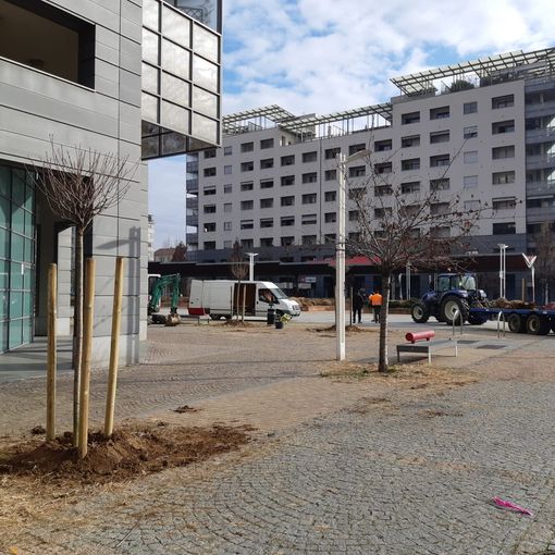piantumazione alberi in piazza Delpiano