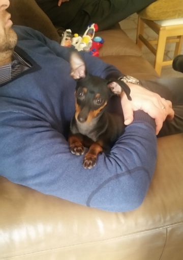 Rivoli, ieri smarrito un pinscher