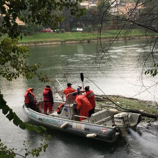Rimossi due alberi caduti nel Po