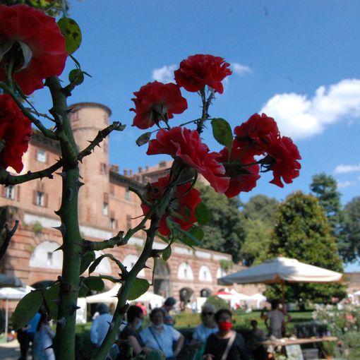 Rose al Castello
