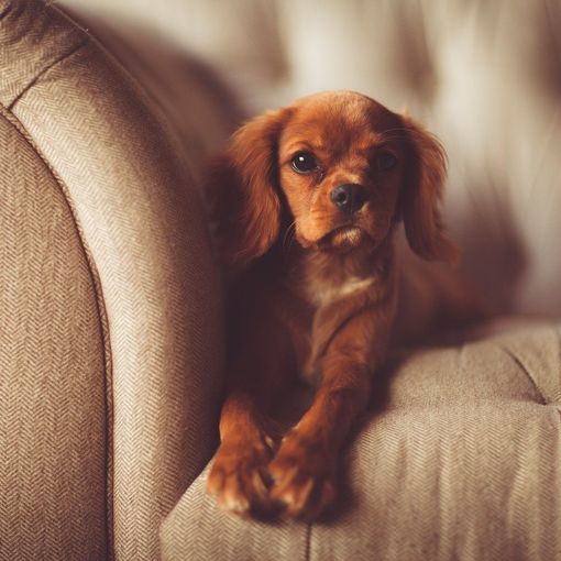 Animali in condominio: il regolamento non può vietarne il possesso