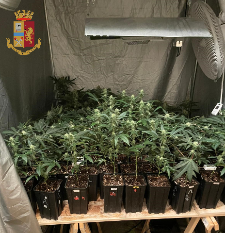 piante di marijuana
