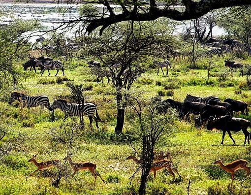 Quanto costa un safari in Tanzania: prezzi e informazioni utili per organizzare la tua avventura nella savana