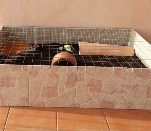 Linee guida per acquistare un terrario per tartarughe terrestri