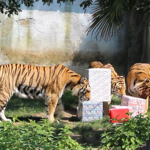 Al bioparco Zoom grande festa per il compleanno delle tigri