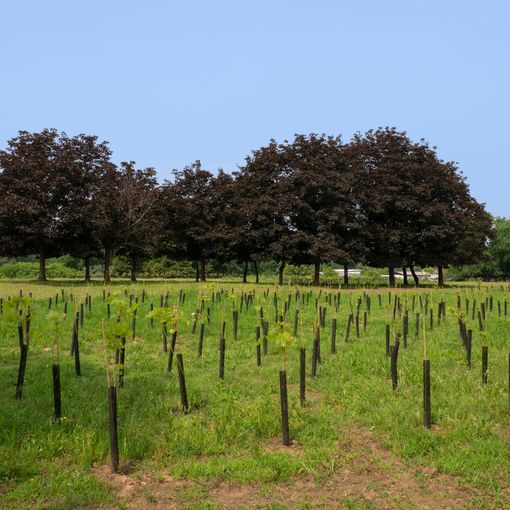 Giornata nazionale degli alberi: prosegue il grande piano di forestazione urbana di Torino