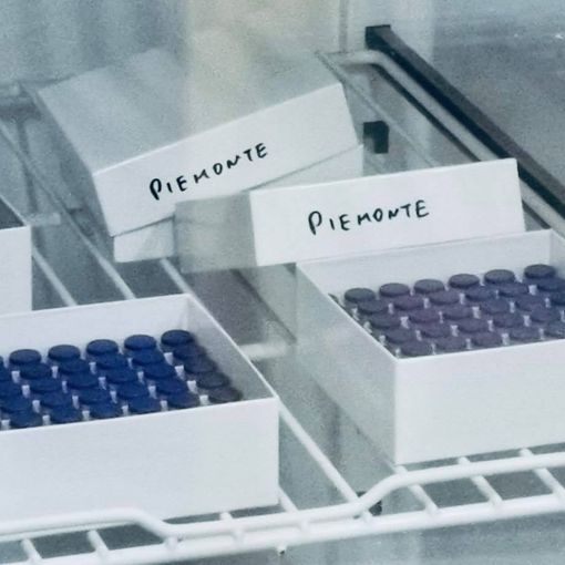 Fiale di vaccino per il Covid della Pfizer