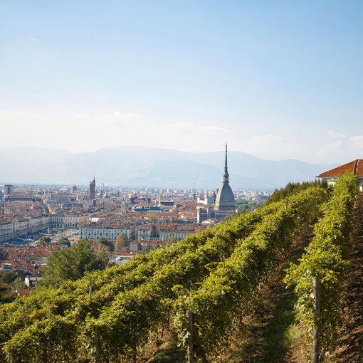 Vino e Covid: a Torino la vendemmia si fa sul web, rimandando le degustazioni a tempi migliori