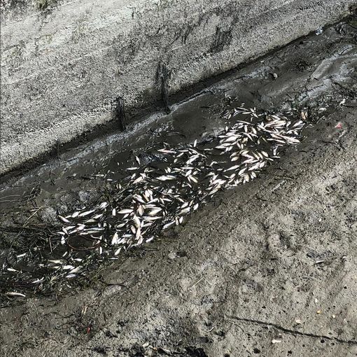 Virle Piemonte: un guasto all’origine della strage di pesci