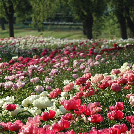 A Carmagnola torna l'appuntamento con “Peonie in fiore”