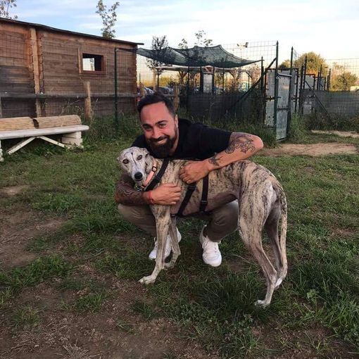 cani a passeggio col padrone