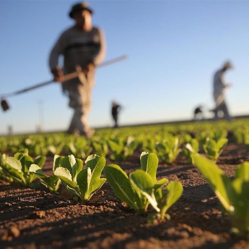 PAC e monosuccessione colturale, Confagricoltura Piemonte:  “Il divieto è un ostacolo per l’economia reale e per le attività delle imprese”