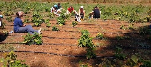 Coldiretti Piemonte: da Ue arriva stop a speculazioni dell’industria contro gli agricoltori