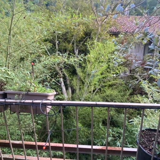 A Torino il maltempo estivo abbatte 242 alberi: &quot;In 4 anni +600% di piante cadute&quot;