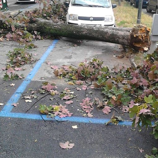 Unia: &quot;Si taglia un albero solo per ragioni di sicurezza&quot;