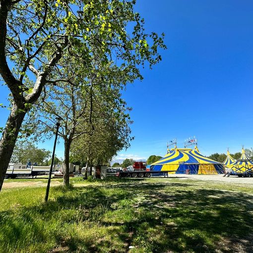 alberi pellerina