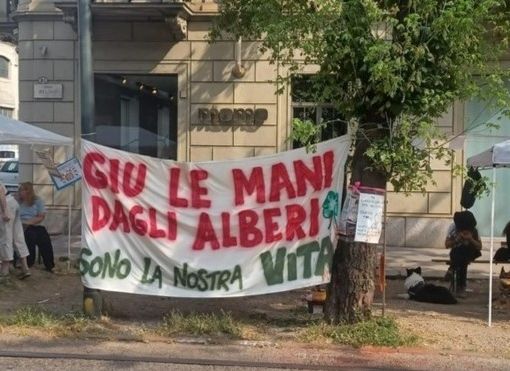 Alberi corso Belgio, Lo Russo: &quot;Attendiamo consulenza per decidere come procedere&quot;