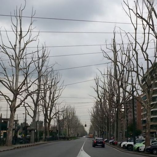 Al via domani la potatura dei platani di corso Unione: modifiche al traffico e ai mezzi pubblici