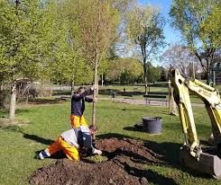 L'iniziativa del Comune di Nichelino: piantare un albero per ricordare le vittime del Coronavirus