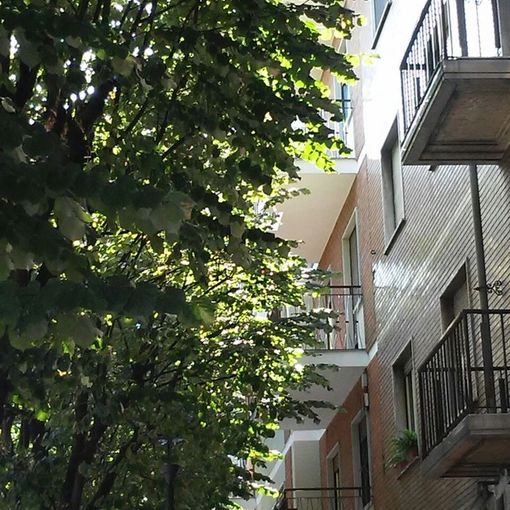 Cinquemila nuovi alberi a Chieri