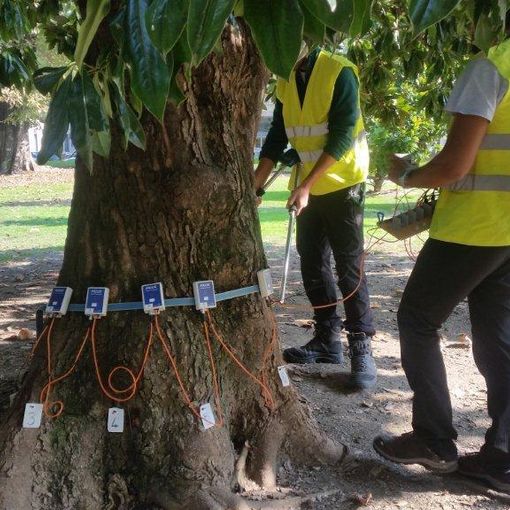 Attenzioni e cure straordinarie per gli alberi del giardino Lamarmora di via Cernaia