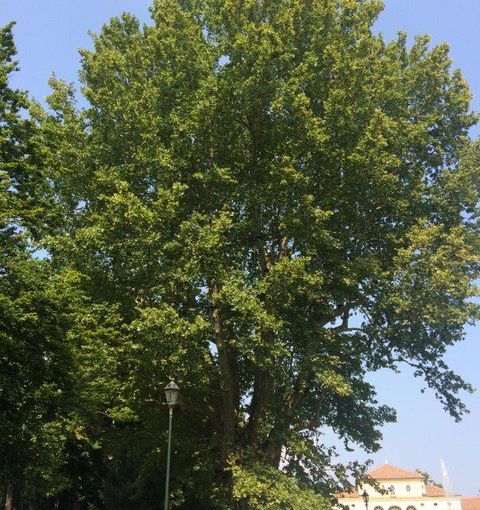 Controllata la stabilità degli alberi dei giardini Cavour, due saranno abbattuti