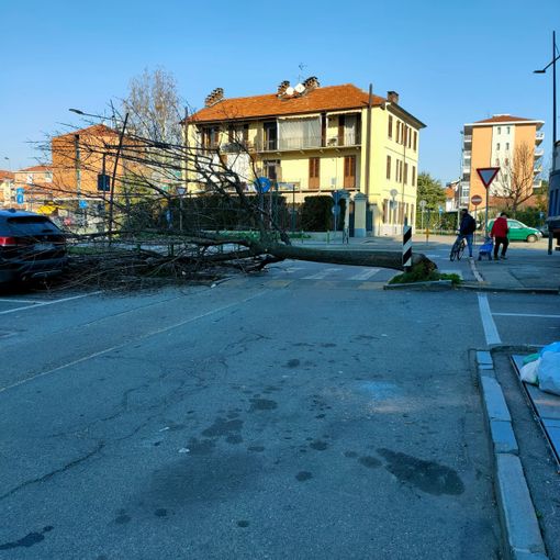 albero caduto a Grugliasco