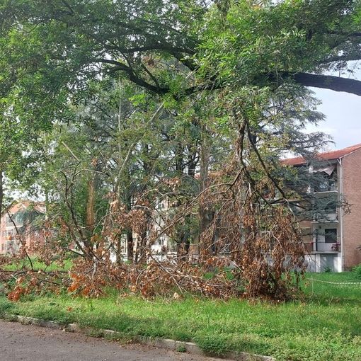 Albero caduto a terra