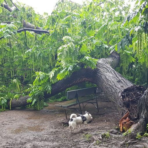 Parco Sempione, albero cade nell'area cani. La rabbia di Petrarulo: &quot;Se ci fosse stato qualcuno ora parleremmo d'altro&quot;