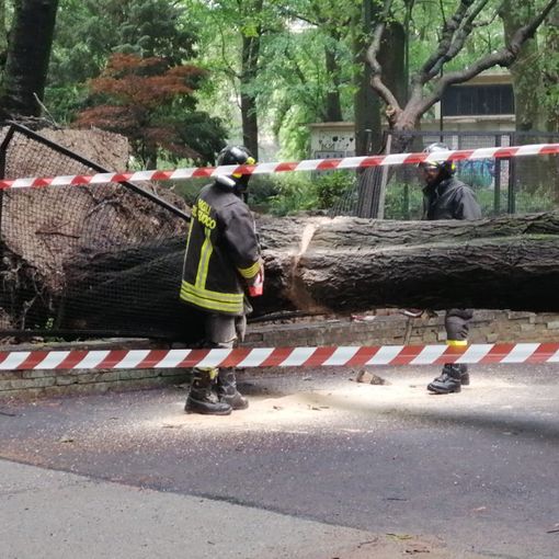 albero caduto