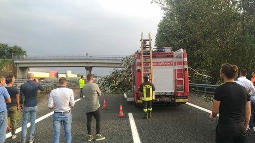 Maltempo, albero cade sulla Torino-Savona all'altezza di Cervere: traffico bloccato fino alle 20.30