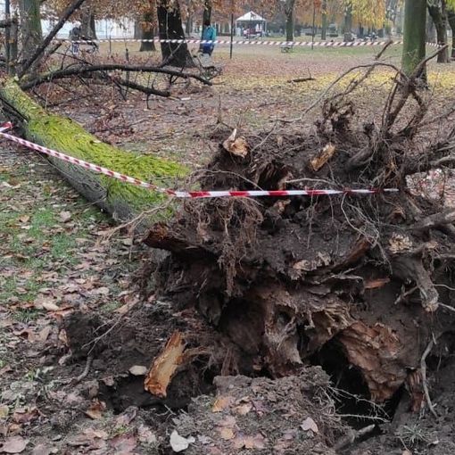 L'albero caduto al parco della Tesoriera