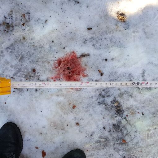 Crolla un albero in un'area verde di Collegno: sfiorate alcune persone