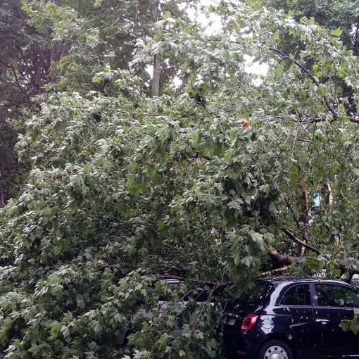 Nubifragio su Torino, in corso gli interventi per riparare i danni causati dalla caduta degli alberi