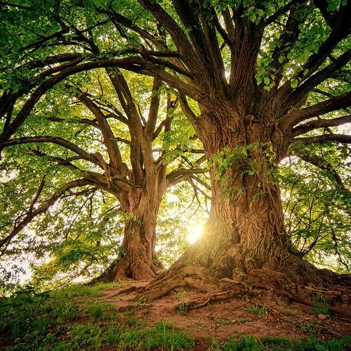 Smog e blocco delle auto, l'idea di Coldiretti: &quot;Piantiamo più alberi a Torino per catturare la CO2&quot;