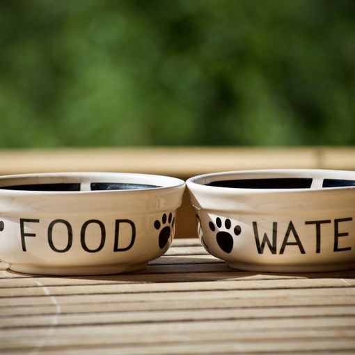 La dieta perfetta per il tuo cane: i consigli da seguire, i superfood e i cibi proibiti