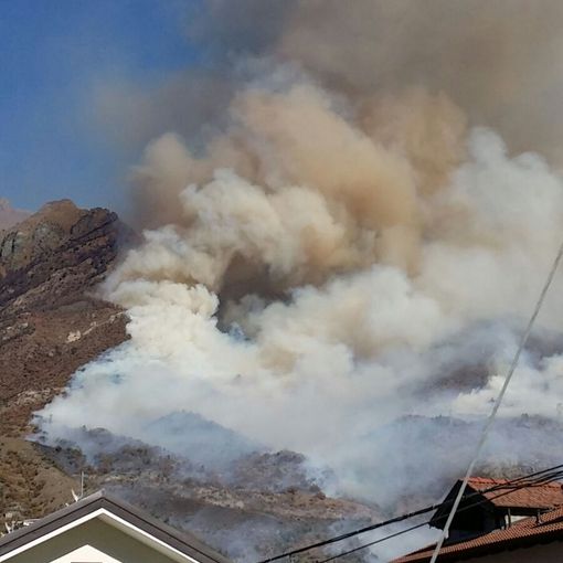 Dopo gli incendi piantiamo alberi anzichè polemiche
